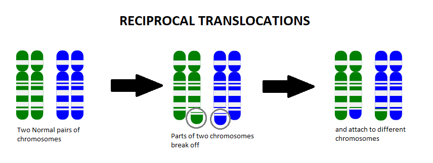 Chromosome Translocation | Patient Library